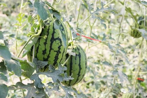 最新吃瓜爆料网红是谁,揭秘最新吃瓜爆料主角是谁? 第2张 最新吃瓜爆料网红是谁,揭秘最新吃瓜爆料主角是谁? 第2张